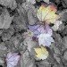 Maple 4